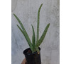 Алое вера (Aloe vera)